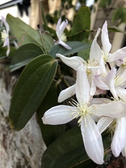 Clematis armandii