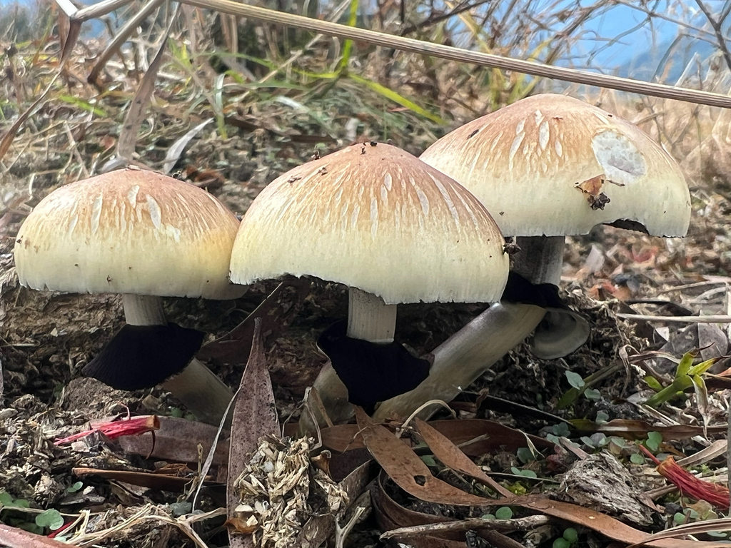 Psilocybe cubensis · March 2026 · photo: © benjaminhidalgo (iNaturalist, cc-by)