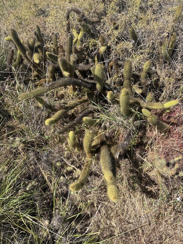 Golden-spined Cereus (Bergerocactus emoryi)