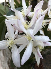 Clematis armandii