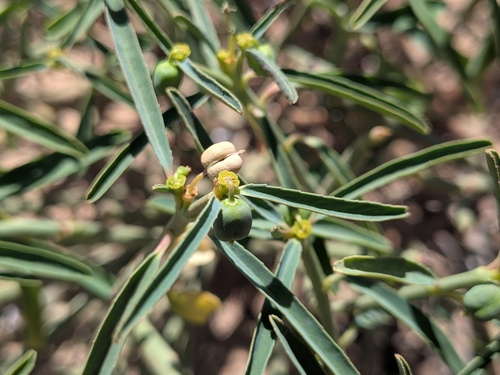 desert spurge (Euphorbia tannensis)