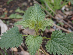 Urtica dioica