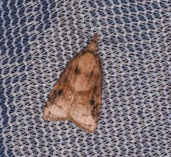 Platynota flavedana