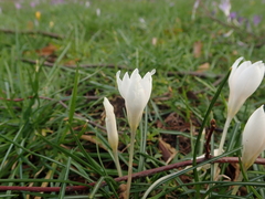 Crocus