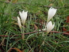 Crocus