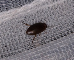 Copelatus chevrolati