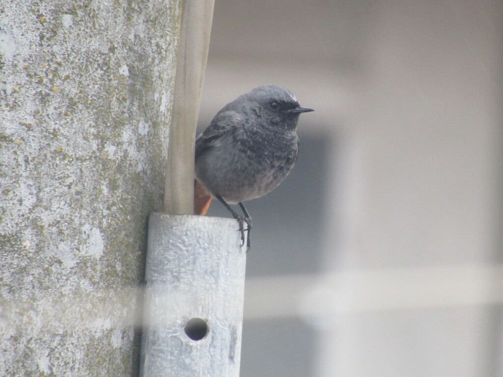 Rougequeue noir