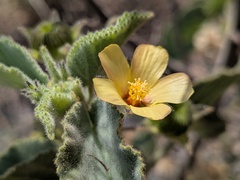 Abutilon (Abutilon lepidum)