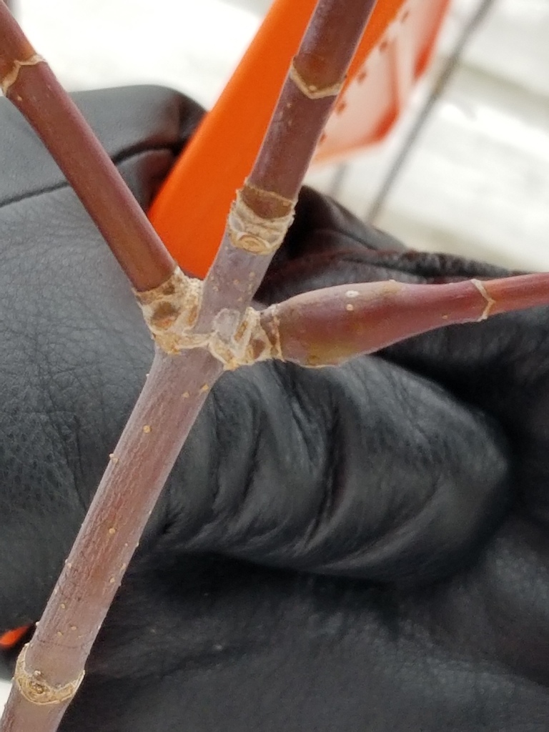 Boxelder Twig Borer Moth