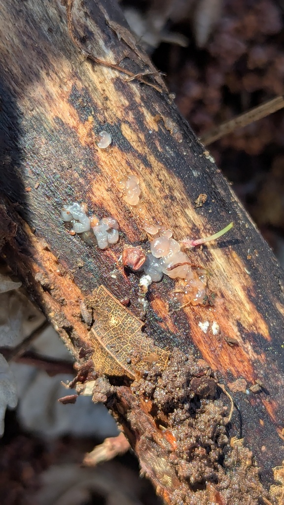 Myxarium nucleatum · March 2026 · photo: © rudolphous (iNaturalist, cc-by)