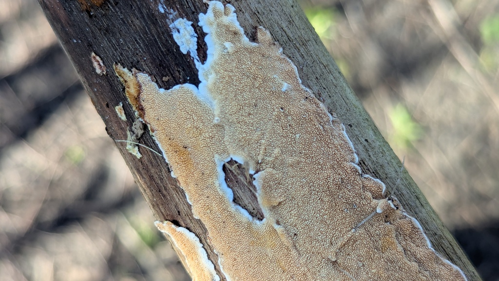 Steccherinum ochraceum · March 2026 · photo: © rudolphous (iNaturalist, cc-by)