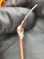 Proteoteras willingana