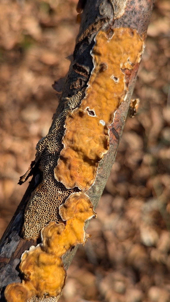 Stereum hirsutum · March 2026 · photo: © rudolphous (iNaturalist, cc-by)