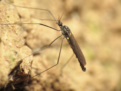 Gnophomyia tristissima