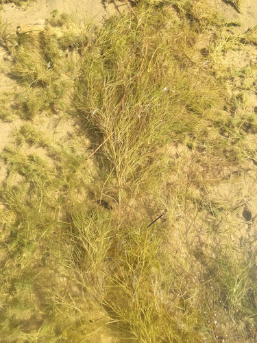 Potamogeton pectinatus iNat (1)