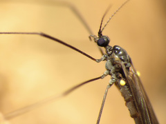 Gnophomyia tristissima
