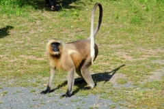 Semnopithecus entellus