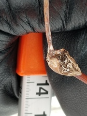 Proteoteras willingana