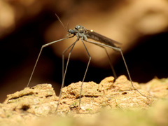 Gnophomyia tristissima
