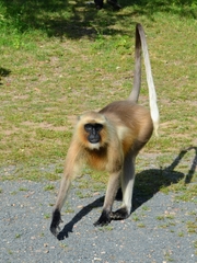 Semnopithecus entellus