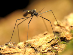 Gnophomyia tristissima