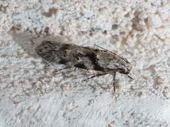 Pseudotelphusa palliderosacella