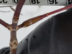 Proteoteras willingana