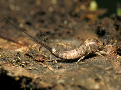 Pedetontus saltator