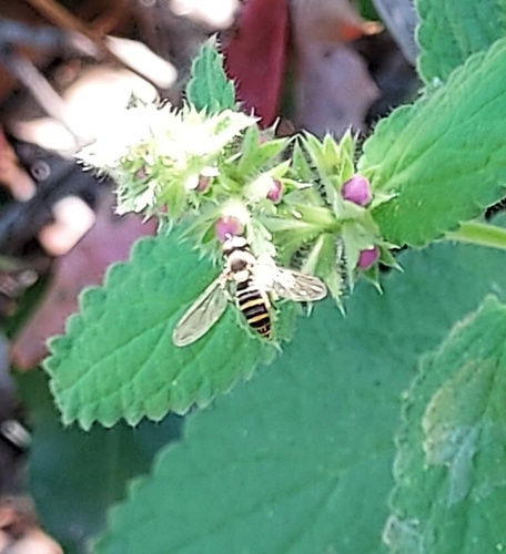 Unknown species found near Paicines, CA 95043, USA