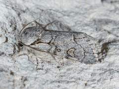 Acronicta tota