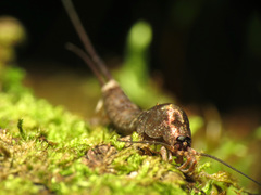 Pedetontus saltator