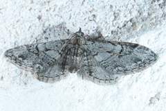 Eupithecia bolterii