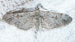 Eupithecia bolterii