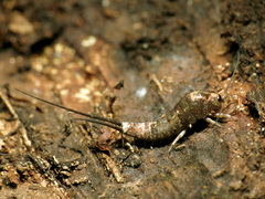 Pedetontus saltator
