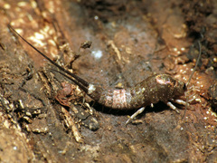 Pedetontus saltator
