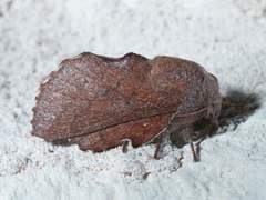 Phyllodesma americana