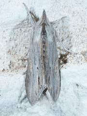 Cucullia laetifica