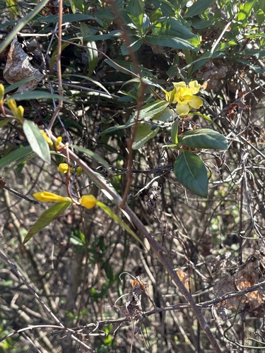 Evening trumpetflower (Gelsemium sempervirens)
