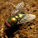 Blue-green Bottle Fly - Photo (c) Katja Schulz, some rights reserved (CC BY)