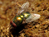 Blue-green Bottle Fly - Photo (c) Katja Schulz, some rights reserved (CC BY)