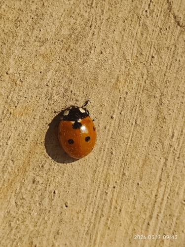 Seven-spotted Lady Beetle
