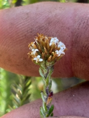 Stoebe phyllostachya