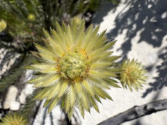Phylica pubescens