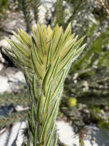 Phylica pubescens, photograph 1