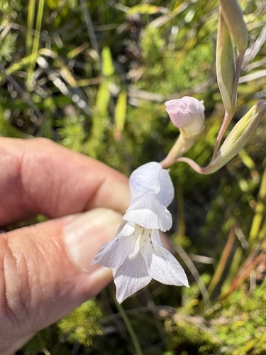 White Afrikaner (Gladiolus vaginatus)