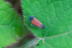 Cardioscarta flavifrons