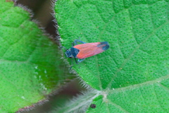 Cardioscarta flavifrons