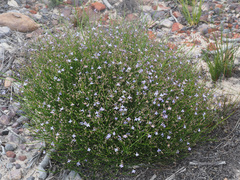 Lobelia setacea