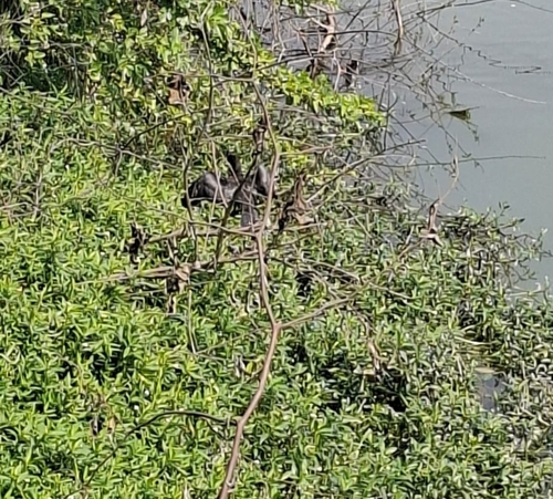 Little Cormorant