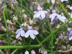 Lobelia setacea
